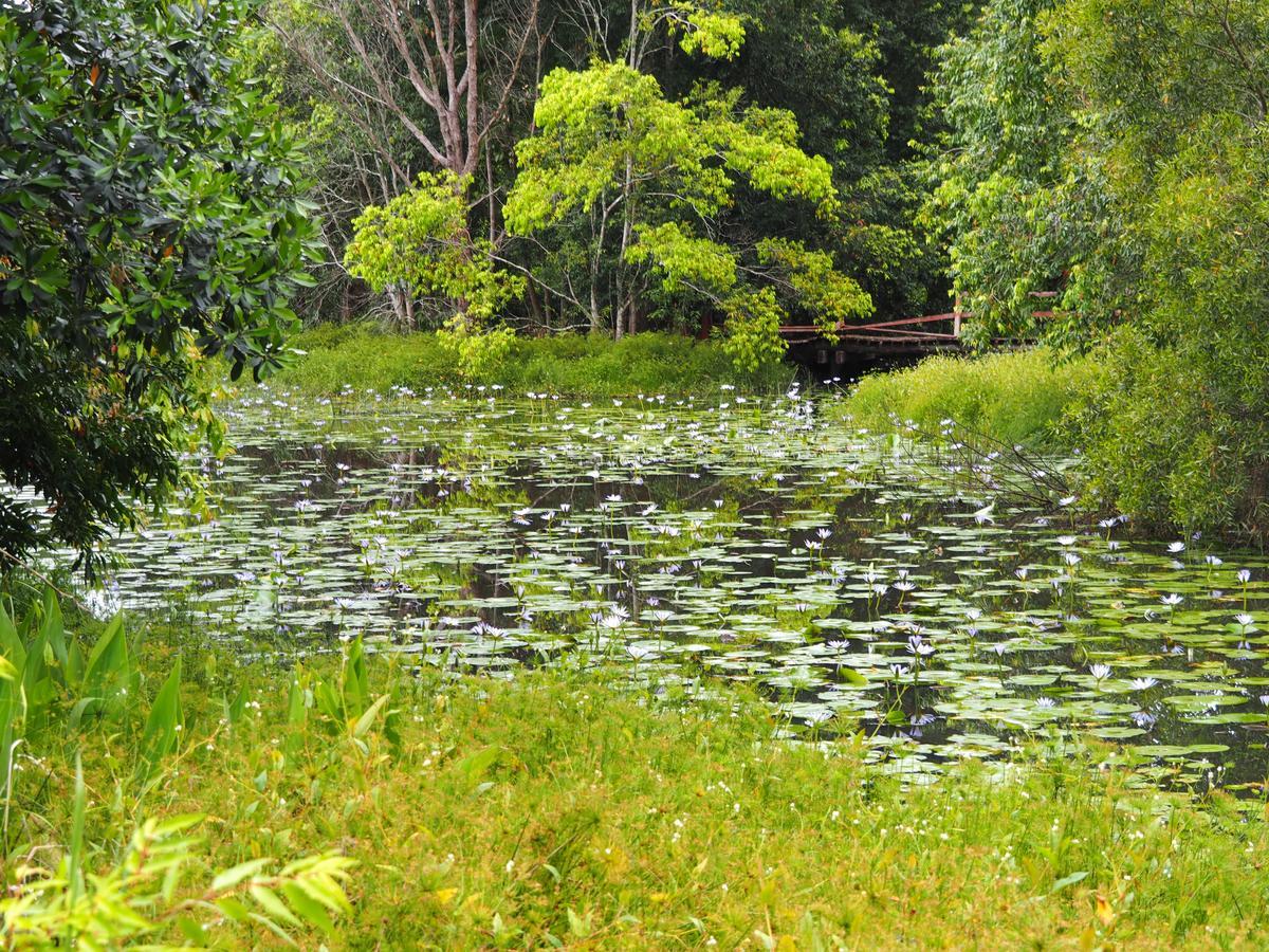 Lilypad Luxury Cabins Bellingen Exterior photo